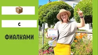 ПОСЫЛКА С ФИАЛКАМИ