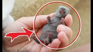 Adorable newborn bunnies. Awesome cute baby rabbit.
