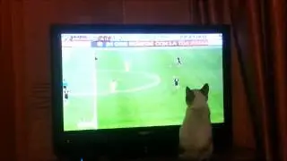 Мия - футболист - Kitten watching soccer