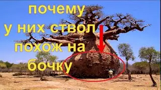 Зачем баобабу стол как бочка