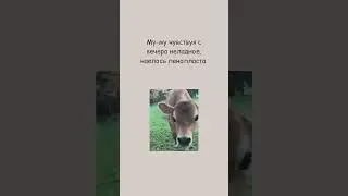 МУ-МУ И ПЕНОПЛАСТ ● Канал смешных анекдотов