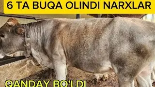 6 TA BUQA OLINDI NARXLAR BILAN TANISHING