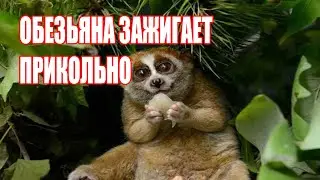ПРИКОЛЫ ОБЕЗЬЯНЫ ЗАЖИГАЮТ. Самое Прикольное ВИДЕО на ЮТУБЕ.
