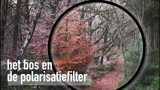 Het BOS en de POLARISATIEFILTER - LANDSCHAPSFOTOGRAFIE in AMERONGEN