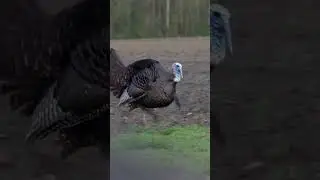 Can't beat these moments! #nwtf #turkeyhunting #hunting