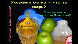 Уксусная матка, что за зверь? Где её взять и что с ней делать.