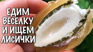 Перекусываем грибом Веселкой и ищем первые лисички