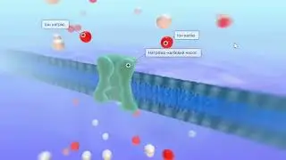Натрій - калієвий насос