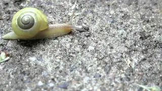 Temposchnecke - Schneckentempo