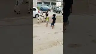 Baqra Eid Special Video | Short Video | #shots | #shortvideo