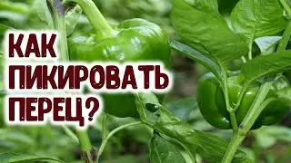 Как пикировать перец? Тонкости пикировки. На что нужно обратить внимание при заглублении рассады?