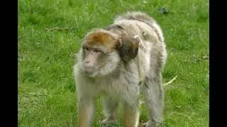 Monkey 4k Ultra Video || Monkey Meeting Video | Monkey Lifestyle | Animal World | Monkey Part 37 ||