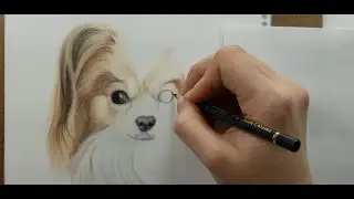 Drawing a Papillon on Drafting Film!