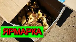 Утром СОБРАЛСЯ на ЯРМАРКУ утят не КУПИЛИ