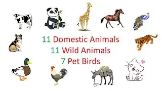Domestic animals | Wild animals | Pet birds | Farm animals