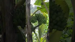 এমন কলা গাছ প্রথম দেখলাম #কলা_গাছ