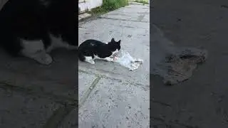 #Кошечка которую бросили хозяева!