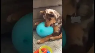 Funny dogs 😂 episode 11 #shorts