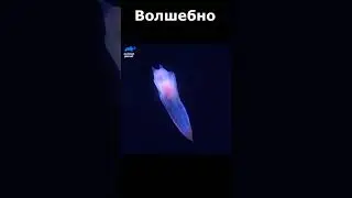 Волшебно :) Shorts #cute #funny #смешное_видео