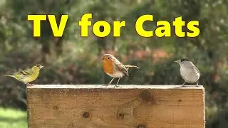 Cat TV Videos ~ Birds for Cats to Watch Enchantment ⭐ 8 HOURS ⭐