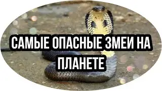 САМЫЕ ЯДОВИТЫЕ И ОПАСНЫЕ ЗМЕИ НА ПЛАНЕТЕ
