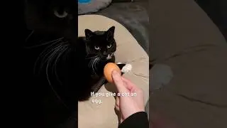 i gave my cat 1.08 EGGS because TikTok told me...