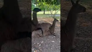 Ménage à Llama??? #llamas #farming #homestead