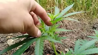 VID 20180624 150339