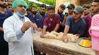 Good recovery ater Spaying in Cat