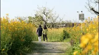Check this rape flower field in Shanghai's rural village