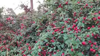 A bush of reds