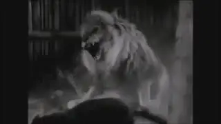 Leopard vs Lion Fight