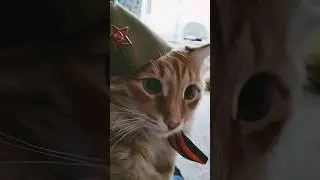 Кот Оскар поздравлеят Вас с днём Победы! ♥️🫡 