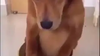 Sex hewan