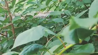 ШОК! НИЧЕГО НЕ ПРОИСХОДИТ!