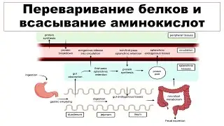 Переваривание белков и всасывание аминокислот