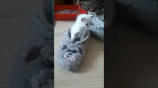 Ути - Пути