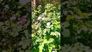 Урал.Парковая роза украшение моего сада.