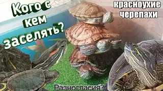 Как содержать красноухих черепах. Кого с кем заселять. Что делать если черепахи кусают друг друга