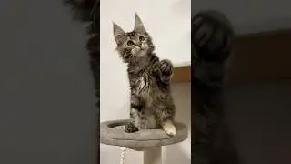 Мейн-кун котёнок Ханна, возраст 2,5 месяца🌺