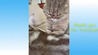 Adorable Pets And Funny Animals Compilation #4 Pets Garden