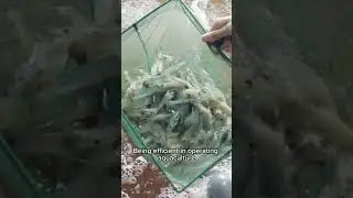 #AquacultureCareer #MarineLife #Aquaculture #SustainableFarming #OceanScience #RASAquaculture