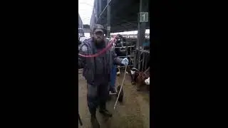 Дренчевание новотельной группы