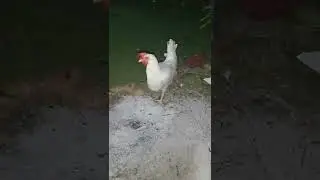 Chicken BBQ...