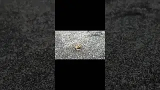 Hermit crab
