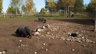 VID 20190929 101825