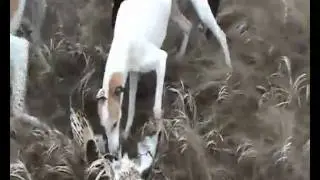 Сова