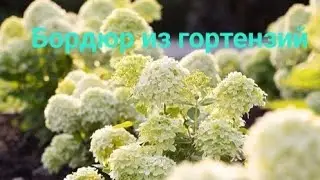 Бордюр из карликовых  гортензии Little Рassion.