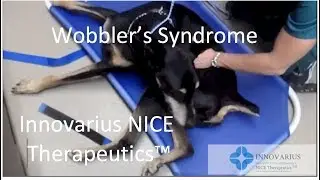 Wobblers Syndrome and IVDD in old dogs Innovarius NICE Therapeutics™