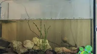 Принцесса Бурунди. #16 утренний гость 🕸️🕷️⚛️🐠💹